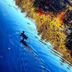 Reflection of trees in water