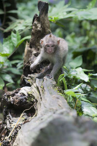 Portrait of monkey sitting on tree