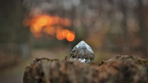 Close-up of rock on land
