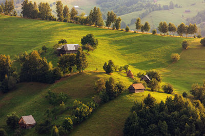 Scenic view of agricultural field