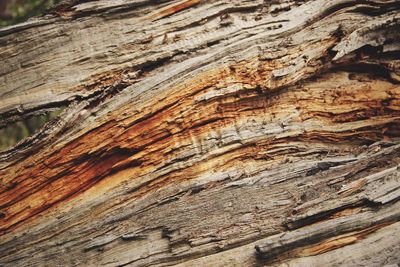 Full frame shot of tree trunk