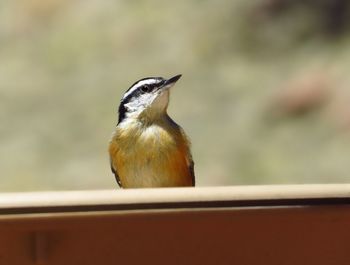 Close-up of bird perching outdoors