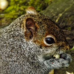 Close-up of squirrel