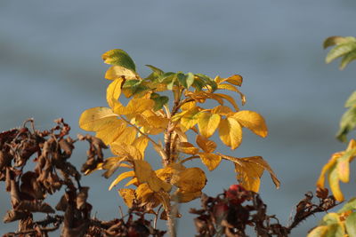 Close-up of yellow flowering plant against sky