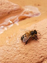 High angle view of bee on sand