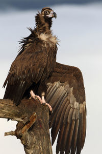 Low angle view of eagle perching on branch