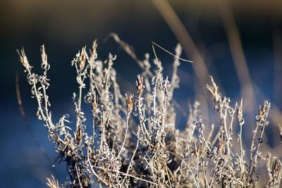 Close-up of frozen plants on field