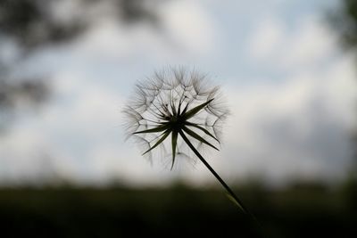 Close-up of dandelion flower