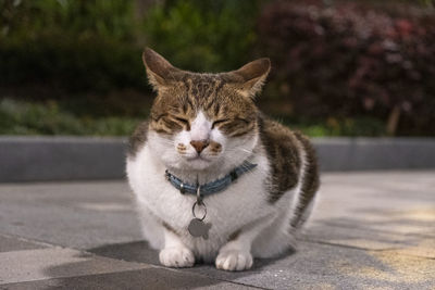 Portrait of cat sitting on footpath