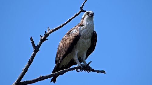 Low angle view of eagle perching on branch against clear blue sky