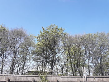 Low angle view of trees against clear blue sky