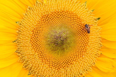 Close-up of bee on yellow flower