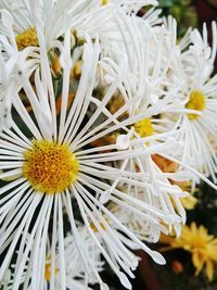 Close-up of yellow flowers blooming outdoors