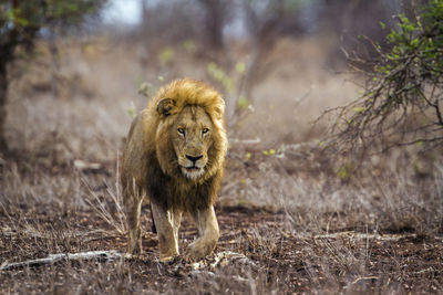 Lion walking on land