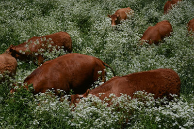 Cow grazing on grass