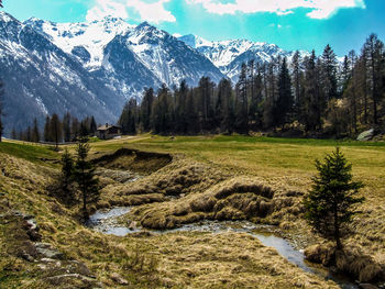 Pine trees on snowcapped mountains against sky