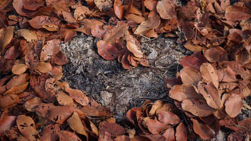 Full frame shot of dried autumn leaves on land
