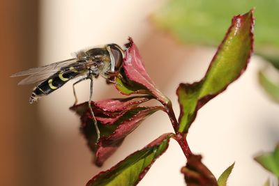 Close-up of insect on plant