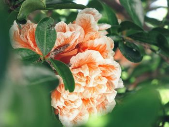 Close-up of orange rose flower