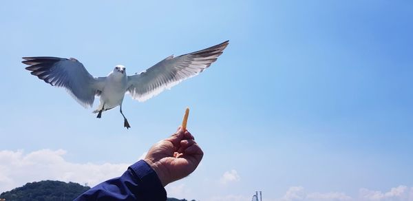 Low angle view of seagull flying