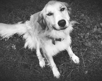 Portrait of dog standing on field