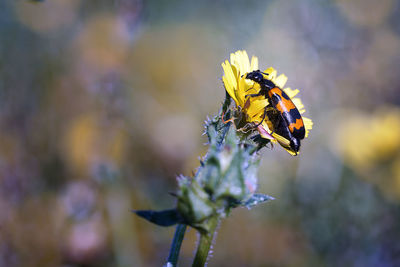 Close-up of bee pollinating on flower