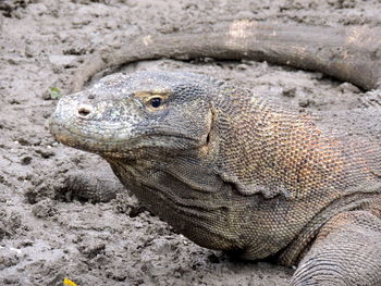 Close-up portrait of a komodo dragon lizard smile in the island of rinca, indonesia. 