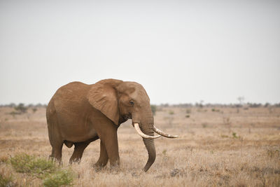 Elephant in a field