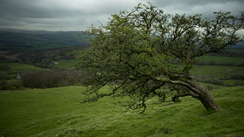 Tree on landscape against sky