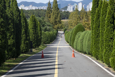 Road amidst juniper trees in city