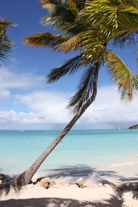 Palm tree on beach against sky