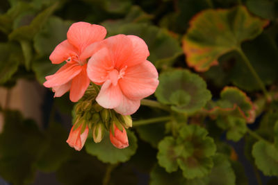 Close-up of flowering plant growing outdoors