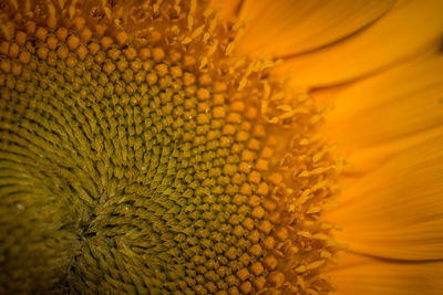 Detail shot of sunflower blooming outdoors