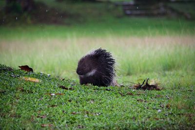 View of an animal on field