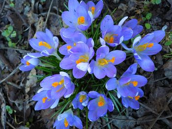 High angle view of crocus blooming on field