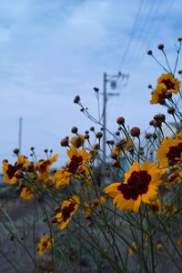 Low angle view of yellow flowering plants against sky