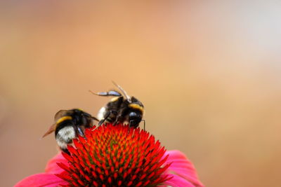 Close-up of bee pollinating on flower