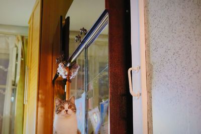 Low angle view of cat sitting by window