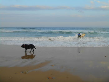 Two dogs on beach