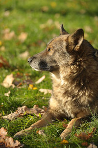 Dog looking away on field