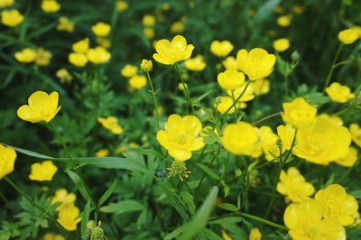 Close-up of yellow flowers blooming in field