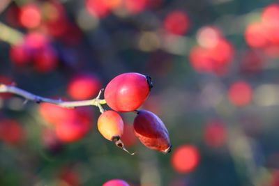 Close-up of red berries growing on plant