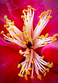 Close-up of fresh red flower