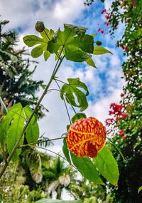 Low angle view of flowering plant against sky