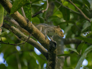 Low angle view of squirrel on tree