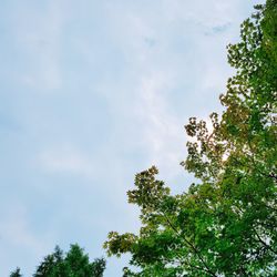 Low angle view of trees against sky