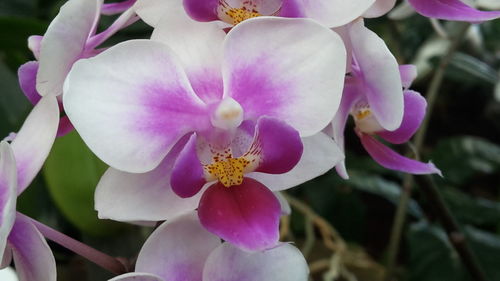 Close-up of flowers blooming outdoors