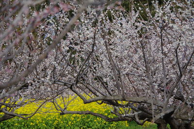 Low angle view of cherry blossom tree