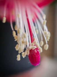 High angle view of pink flower on floor