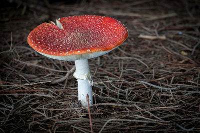 Close-up of fly agaric mushroom on field